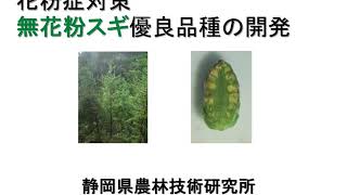 無花粉スギの開発