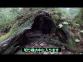 屋久島の神に会う！雨の日の縄文杉トレッキング【屋久島旅①】