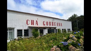 Chá Gorreana - Açores #81