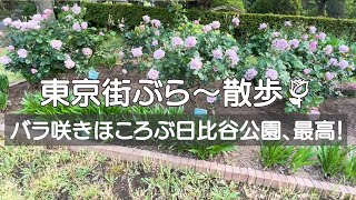 【東京街ぶら〜お花見🌹散歩】2023年5月　日比谷公園の🌹バラたち🥀　今年も見事に咲いていました✨ hibiya-park roses