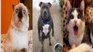 dog compilation, cute dog, dog videos, funny dog video 2020, funny cat