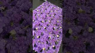 בואו איתו לבנות קיר פרחים במשרד הסגול שלי 💜 flower wall