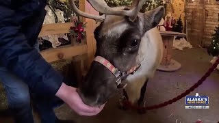 Christmas Eve with Santa and his reindeer at Palmer’s Reindeer Farm