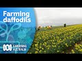 Exploring Australia's largest family-owned daffodil farm | My Garden Path | Gardening Australia