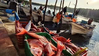 pesca de guachinango con calamar 🦑 vivo en la tripulación salmos 23 en el campo pesquero el colorado