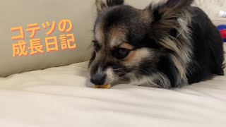 【パピヨンとコーギーのミックス犬】愛犬にチーズのおやつをあげてみた　I gave my dog a snack made of cheese