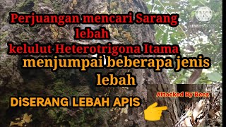 MENCARI LEBAH KELULUT-TRIGONA ITAMA DIHUTAN