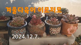 노인다육#베란다#다육이#초보자#겨울 다육이 이모저모#죽이지 않기#2024 .12.7.