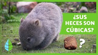 10 CURIOSIDADES sobre los WOMBATS 🐻 ¿Se DEFIENDEN con el TRASERO?