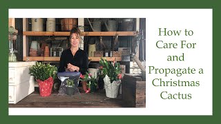 How to Care for and Propagate a Christmas Cactus