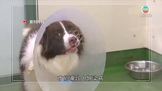 有寵物犬低程度感染新型肺炎 愛協指不等於可傳播病毒-20200305-TVB News bji 2.1