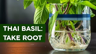 THAI BASIL: TAKE ROOT - our first gardening video!