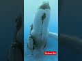 bluewhales sea creatures animal නිල් තල්මසෙකු තම පැටියා සමග.