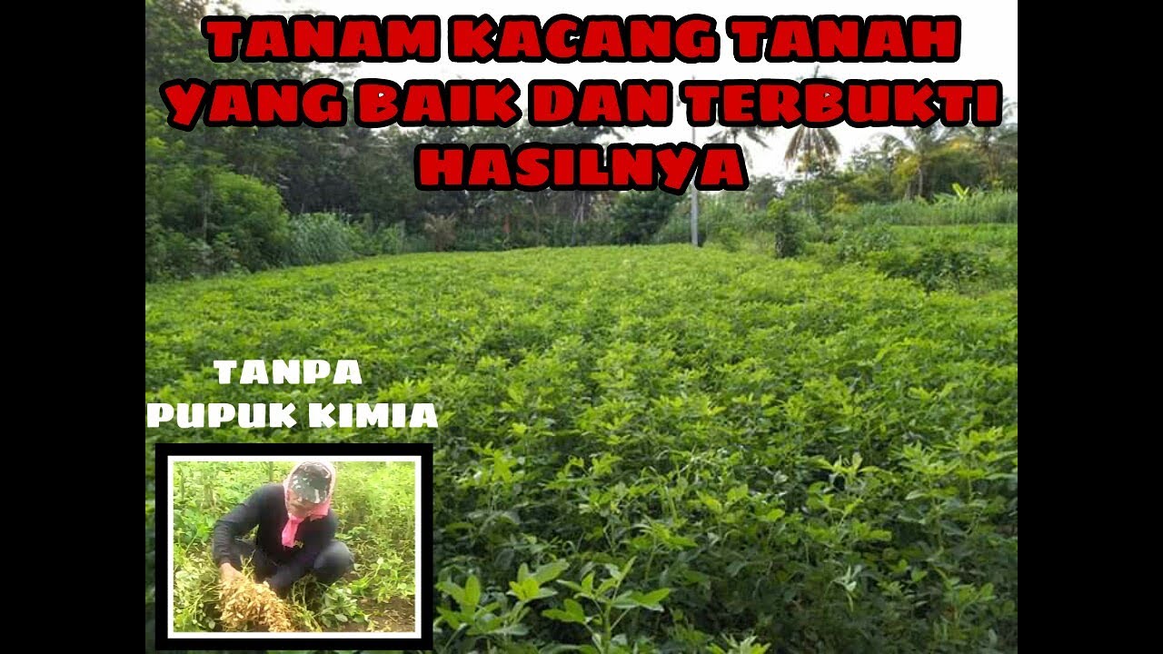 TANAM KACANG TANAH YANG BAIK DAN TELAH TERBUKTI - YouTube