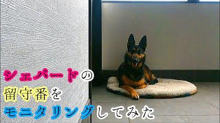 留守番中のシェパード犬をモニタリングしてみたら【German Shepherd】 Pls Look At Our Dog Staying Home Alone!