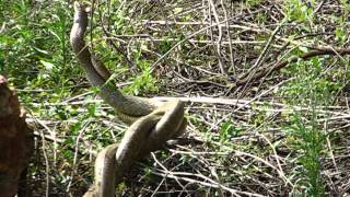 Male Combat in Rat Snakes (Ptyas mucosa)