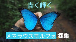 【海外採集】青く輝くメネラウスモルフォ採集(Morpho menelaus)