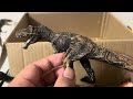 lots of dinosaur figures in the box reviewing used dinosaur toys