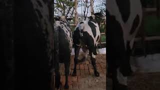 Beautiful Pakra Pair In Chittagong #goruloversofchattga #youtubeshorts #animal #bigcow #viralvideo