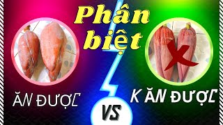 Cách Phân Biệt Loại Bắp Chuối Nào Ăn Được| Nghĩa Miền Tây T331