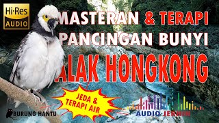 Jalak Hongkong Gacor Full Isian Bagus Untuk Masteran Dan Pancingan Bunyi