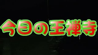 暖かい！今日の王禅寺さん　アルティで魚の顔がよく見える！