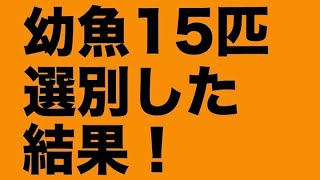 【メダカ飼育】初心者必見！簡単なメダカ選別はこうやる。