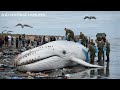 a giant whale with millions of barnacles living on its body was stranded and was rescued by locals