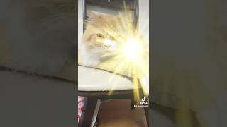 不思議そうに飼い主を見つめる猫 #shorts #猫 #cat #tiktok