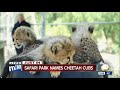 San Diego Zoo Safari Park announces cheetah cub names