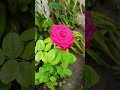 గులాబీ పువ్వు🌹 beautiful 🌹 rose home gardening flowers gardening shorts rose shortsfeed yt