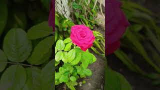 గులాబీ పువ్వు🌹| beautiful 🌹 rose| Home Gardening |#flowers #gardening #shorts #rose #shortsfeed #yt