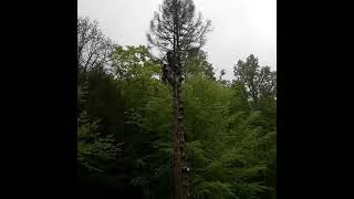 Dead Spruce tree removal