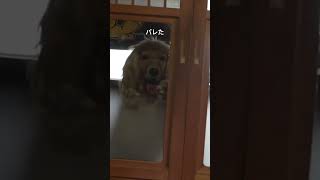 犬のイタズラがバレた時の反応がかわいい #shorts