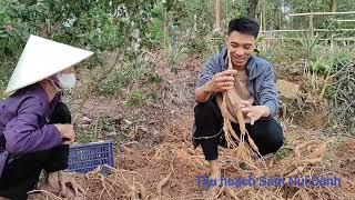 Trải nghiệm thu hoạch Sâm Núi Dành cùng bà con nông dân Liên Chung 😊