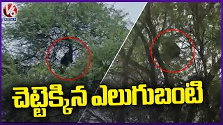 Bear Climbs Tree At Siddavatam Village | Kadapa District | V6 News