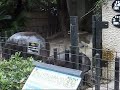 上野動物園コビトカバ赤ちゃん_コユリ走る