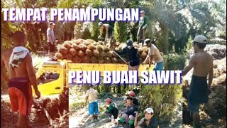 #Musimbuah# TEMPAT PENAMPUNGAN PENU BUAH SAWIT