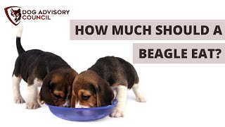 How Much Should a Beagle Eat? (All You Need To Know)