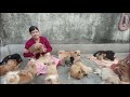 biggest pomeranian dog kennel in kolkata best quality pomeranian dog kennel kolkata pomeranian