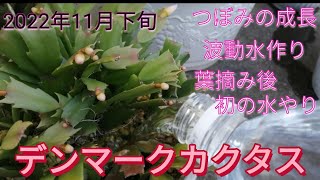 デンマークカクタス2022年度⑥つぼみの成長・波動水作り・葉摘み後初の水やり