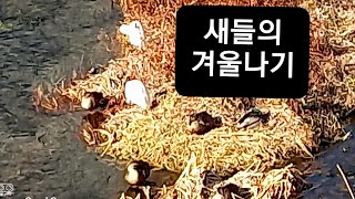 [로사가 읽어주는 919번째 책(풍경)] 새들의 겨울나기