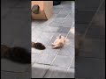 Funny cat part 7 #shorts #short #shortvideo #cat #cats #cute #catfunny #video #animals #catlike