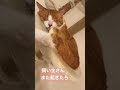 あ〜もうダメだ〜眠た過ぎる茶トラ猫 shorts cat