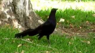 Dance of the Great-tailed Grackles