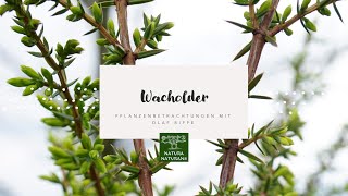 Wacholder