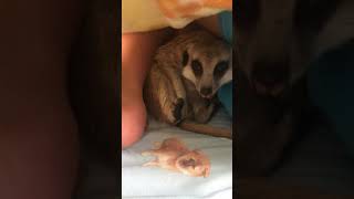 小4にくっついて寝るミーアキャット。meerkat sleeping with 4th grade elementary school kid.