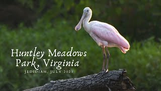 Birds of Huntley Meadows Park, Virginia