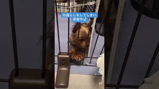 お漏らし後目を逸らして反省する犬