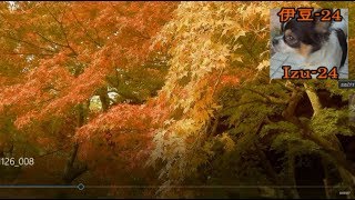 Izu-24 Autumn in Izu Part 2 伊豆の秋、修善寺　 伊豆-24